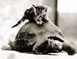 Images Dated 1st December 1984: A young kitten pounces on top of a slow moving tortoise December 1984