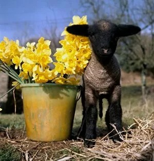 Young lamb among daffodils at the start of Spring March 1970