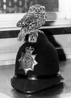 This young owl was given the bird by his mum, but luckily fell into the hands of the law This young owl was given the bird by his mum, but luckily fell into the hands of the law