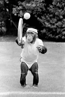Images Dated 23rd June 1985: Young tennis star Benjy, the 3 year old chimp at Twycross Zoo is starting the match