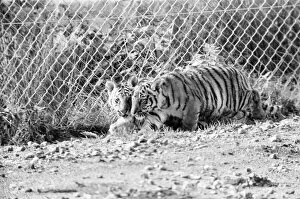 Images Dated 1st October 1980: Young Tigers at Windsor Safari Park, Berkshire, England, October 1980