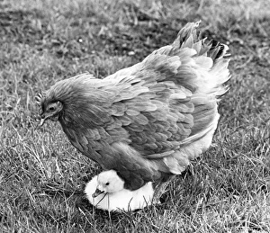 00047 Gallery: This yourg cygnet is being cared for by a broody hen at the Washington Wildlife Park