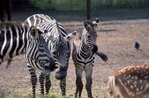 Images Dated 1st October 1977: A Zebra family at Chester Zoo eating grass October 1977