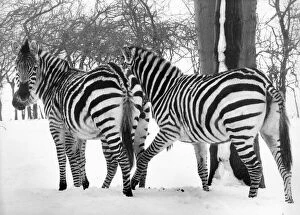 These zebras seem disgusted with the weather at Lambton Pleasure Park in March 1979