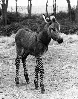 Images Dated 1st April 1971: The 'Zedonk'- Mother a donkey, father a zebra
