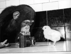 Zoe the chimpanzee lines up her first subject, a shapely young chick Zoe the chimpanzee lines up her first subject, a shapely young chick