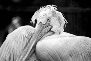 Zoo Animals: Pelican. December 1975 75-06831
