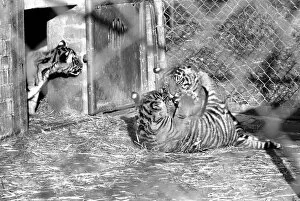 Images Dated 28th February 1975: Zoo: Tigers and Cubs. February 1975 75-01170-016