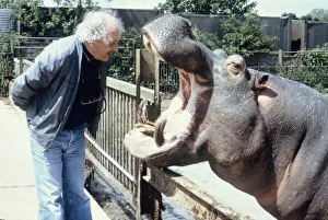 Zoo vet David Taylor checks the teeth of hippo Ben at Chessington Zoo May 1983 Zoo vet David Taylor checks the teeth of hippo Ben at Chessington Zoo May 1983