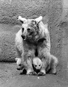 Images Dated 10th April 1974: Zookie the bear seen here with here cubs at London Zoo. April 1974 P007527