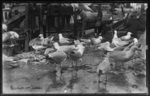 East Looe Fish Quay, seagulls eating fish scraps East Looe Fish Quay, seagulls eating fish scraps