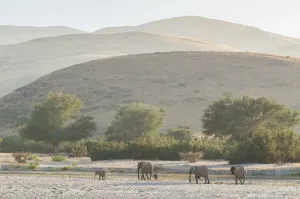 Namibia Print: Kaokoveld Desert Elephant Landscape