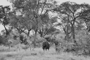 Namibia Print: Bwa Bwata National Park Landscape