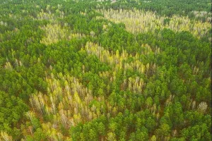 Spring Landscape Print: European Woods in Early Season