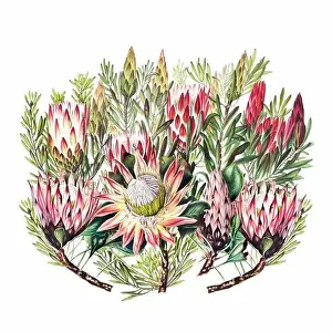Vintage Style African Flowers Print on White Background