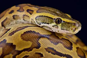 Framed Print : African Rock Python Print Framed Print : African Rock Python Print