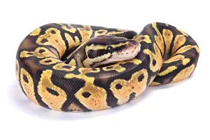 Framed Print : Ball Python Print Framed Print : Ball Python Print