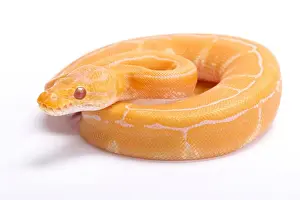 Framed Print : Albino Pinstripe Ball Python Print Framed Print : Albino Pinstripe Ball Python Print