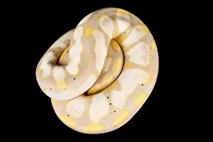 Framed Print : Ball Python Print Framed Print : Ball Python Print