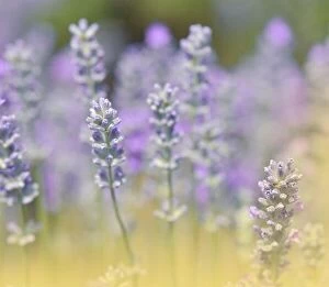 Ingredient Collection: Beautiful Violet Nature Background.Floral Art Design.Soft Focus.Macro Photography.Floral abstract