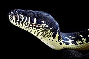 Boelen Python (Python, Snakes, Reptiles, Animals) Collection