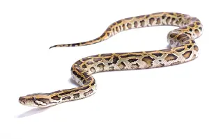 Burmese Python Print