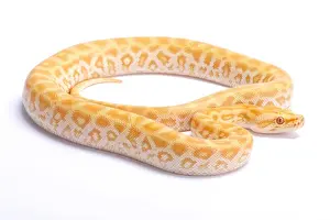 Framed Print : Burmese Python Print Framed Print : Burmese Python Print