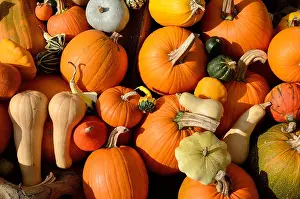 Framed Print : Collection of Assorted Pumpkins Print Framed Print : Collection of Assorted Pumpkins Print
