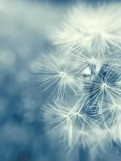 Dandelion Seeds Print