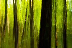 Abstract Tree Blurs Print on Forest Trail near Brevard, North Carolina