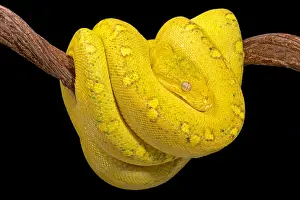 Green Tree Python Print