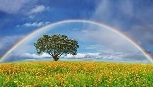 Images Dated 2nd December 2008: Landscape with blossoming field and rainbow