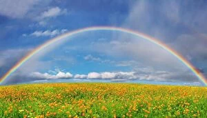 Images Dated 2nd December 2008: Landscape with blossoming field and rainbow