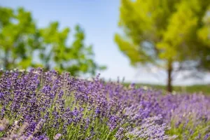 Lavender Garden Print
