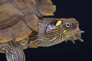 Map Turtle Print - Aquatic Reptile of the United States