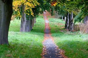 Path through trees Print - woodland scene