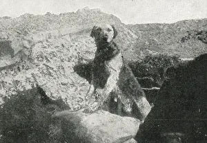Prints of One of Richardson's war dogs in a trench in Flanders, WW1 From the Great War published in 1915 photographer uncredited World War I And II Prints: WW1 War Dog in Flanders Trench Print