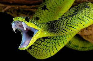Snake Attack Print: Venomous Strike in a Split Second