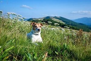 Images Dated 22nd August 2018: Alone white dog sitting in the flowers