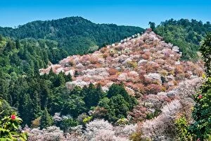 Images Dated 14th April 2014: Yoshino, Japan cherry blossoms on the hillside