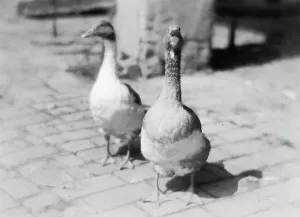 Geese; photo studio