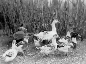 Geese in the Tuscan countryside
