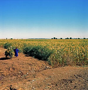 Images Dated 5th October 2011: Along the banks of the Nile in Upper Egypt is grown mainly sugar cane