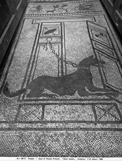 Images Dated 5th August 2011: 'Cave Canem' mosaic, House Paquius Proculus, Pompeii