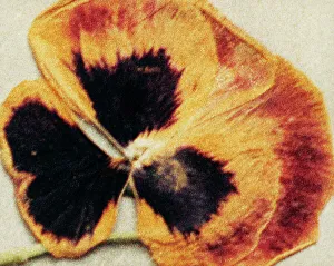 Close-up of a pansy