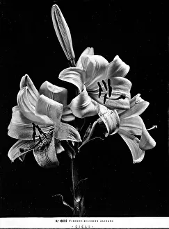 Prints of Example of a lily in the Alinari Gardens, Florence. Florence Alinari, Garden. Date of Photograph:1915 - 1920 Italy Prints: Example of a lily in the Alinari Gardens, Florence