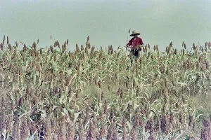 Farmer working in the fields