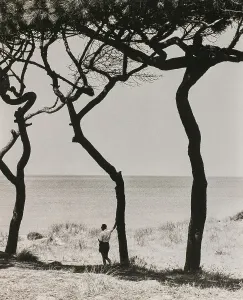 A man leaning on the trunk of a pine tree on the seashore. The tree casts a shadow on the ground