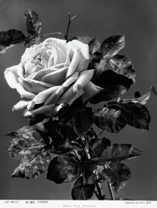 Rose Her Majesty
