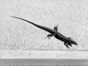 Related Images Collection: Lizard under the sun